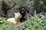 CAIRN TERRIER 090